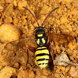 Wespenbiene: Nomada mutica, W Wespenbiene: Nomada mutica, W