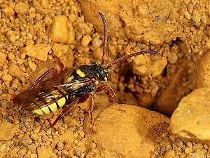 Nomada mutica, W