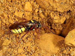 Nomada mutica, W