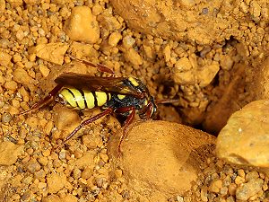 Nomada mutica, W
