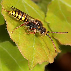 Nomada mutica, M