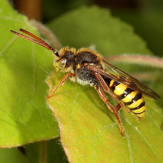 Nomada mutica, M