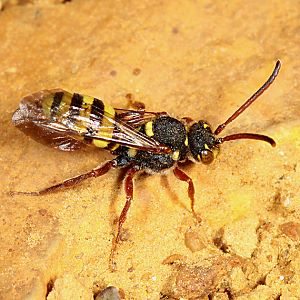 Nomada mutica, R