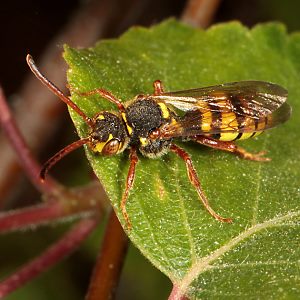 Nomada mutica, R