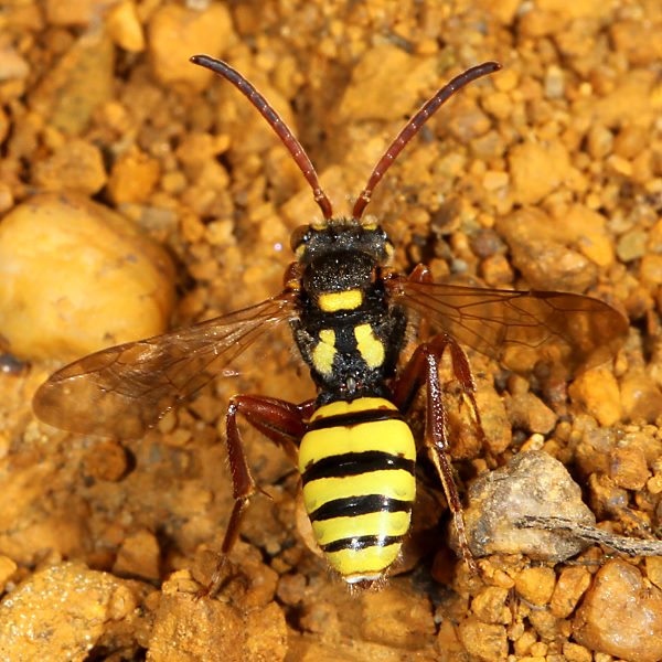 Nomada mutica, W