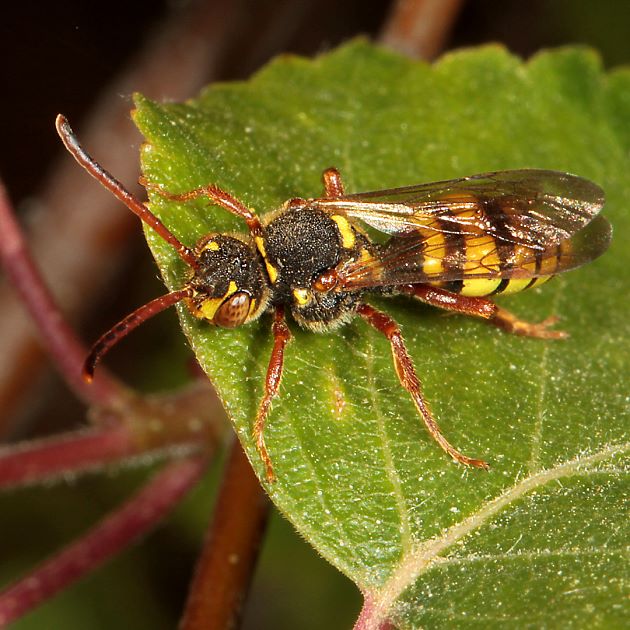 Nomada mutica, W