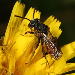 Wespenbiene: Nomada obtusifrons, W Wespenbiene: Nomada obtusifrons, W