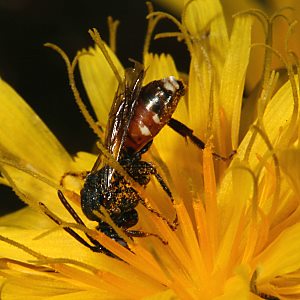 Wespenbiene: Nomada obtusifrons W