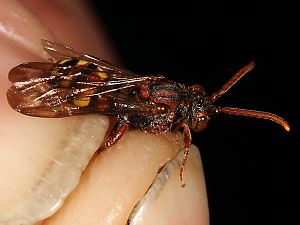 Nomada panzeri, W