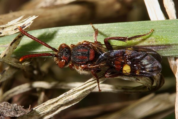 Nomada panzeri, W