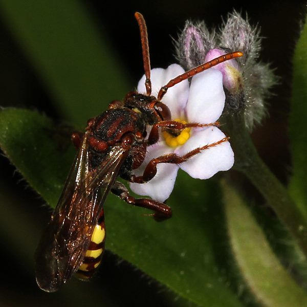 Nomada panzeri, W