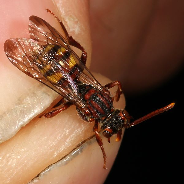 Nomada panzeri, W