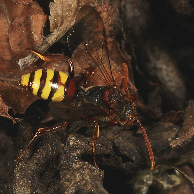 Nomada ruficornis, M