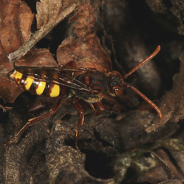 Nomada ruficornis, M