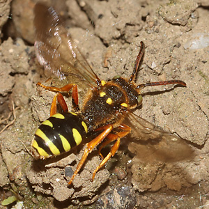 Nomada sexfasciata, W (24.4.2026) Wespenbiene: Nomada sexfasciata, W