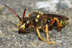 Wespenbiene Nomada sexfasciata, W (30.4.2026) Wespenbiene Nomada sexfasciata, W