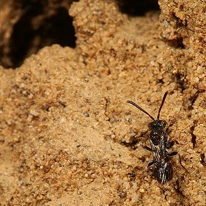 Nomada sheppardana, W