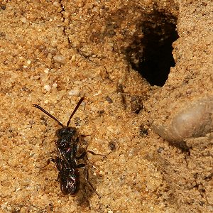 Nomada shepparadana, W