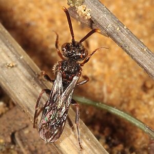 Nomada sheppardana, W