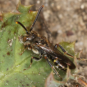 Nomada shepparadana, M