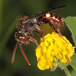 Wespenbiene: Nomada villosa, W - SG, 24.05.2015 Wespenbiene: Nomada villosa, W