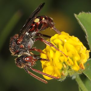Nomada villosa, W