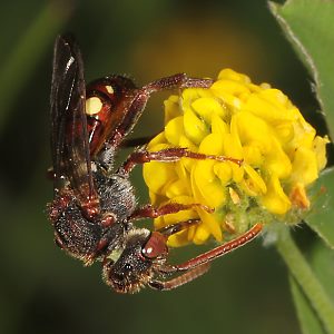 Nomada villosa, W, an Erdbienen-Nestern