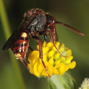 Nomada villosa, W
