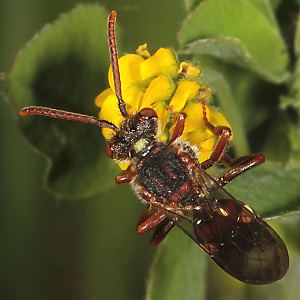Nomada villosa, W