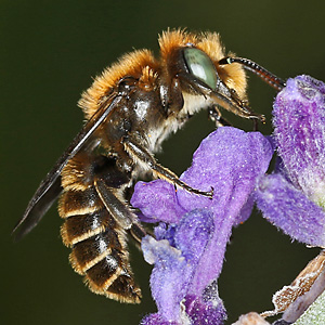 Osmia adunca, M