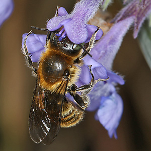 Osmia adunca, M