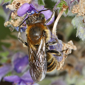 Mauerbiene: Osmia (Hoplitis) adunca, M