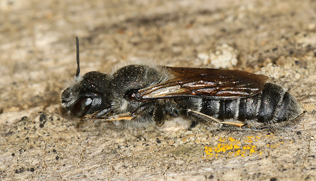 Osmia (Hoplitis) adunca, M