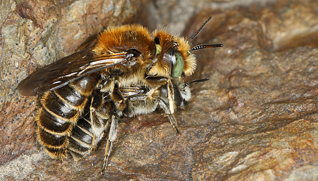 Osmia (Hoplitis) adunca, MW