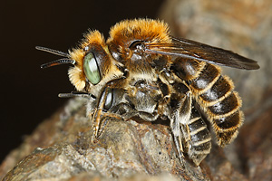 Osmia adunca, M