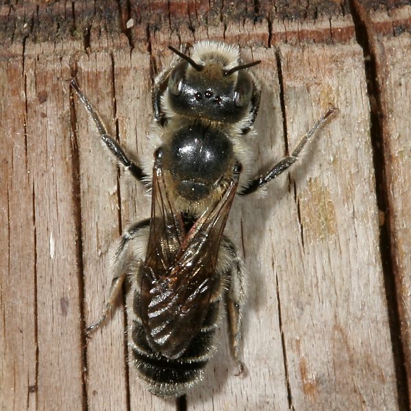 Osmia adunca, M
