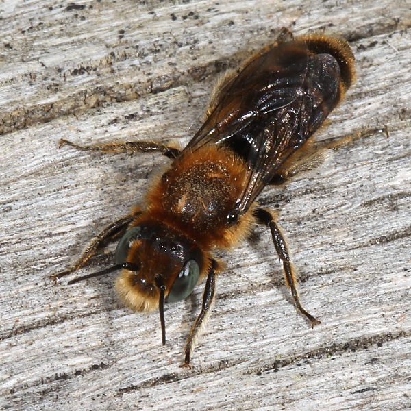 Osmia adunca, M
