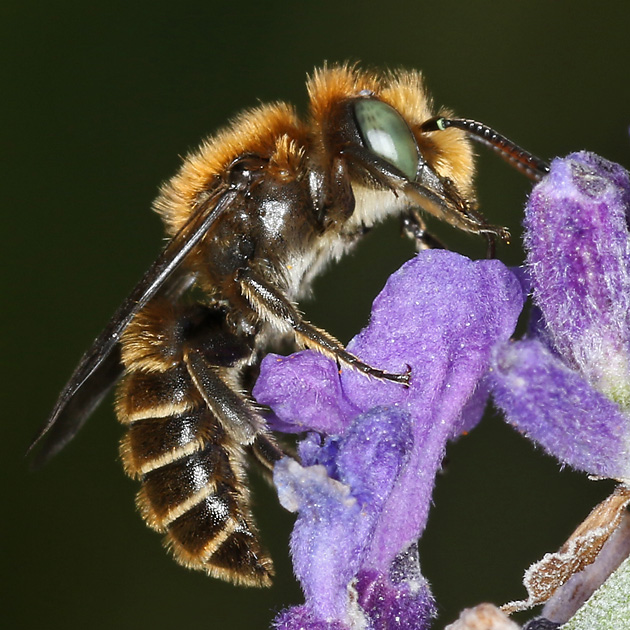Osmia adunca, M
