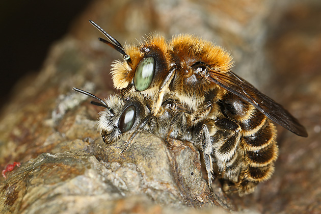 Osmia adunca, M