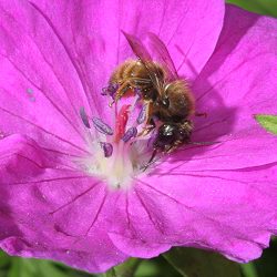 Mauerbiene: Osmia aurulenta, W Mauerbiene: Osmia aurulenta, W