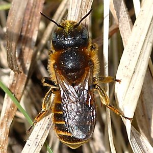 Osmia aurulenta, W Osmia aurulenta, W