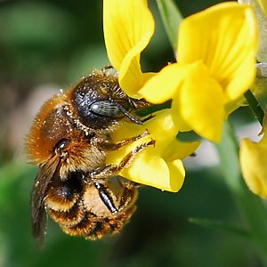 Osmia aurulenta, W Osmia aurulenta, W
