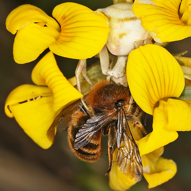 Osmia aurulenta, W Osmia aurulenta, W
