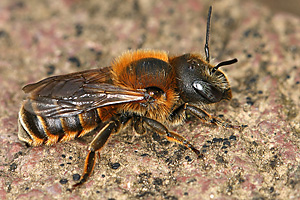 Osmia aurulenta, W Osmia aurulenta, W