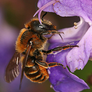 Osmia aurulenta, W Osmia aurulenta, W