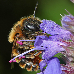 Osmia aurulenta, W Osmia aurulenta, W
