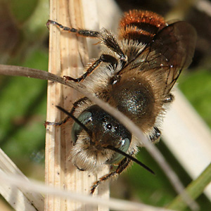 Osmia aurulenta, M Osmia aurulenta, M