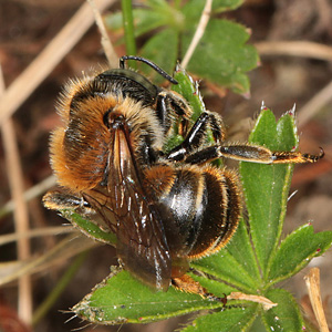 Osmia aurulenta, W Osmia aurulenta, W