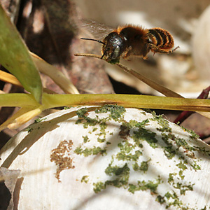 Osmia aurulenta, W Osmia aurulenta, W