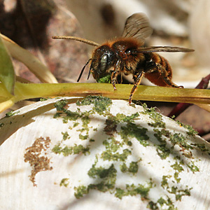 Osmia aurulenta, W Osmia aurulenta, W